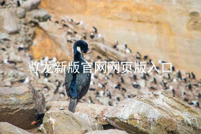 尊龙新版官网网页版入口